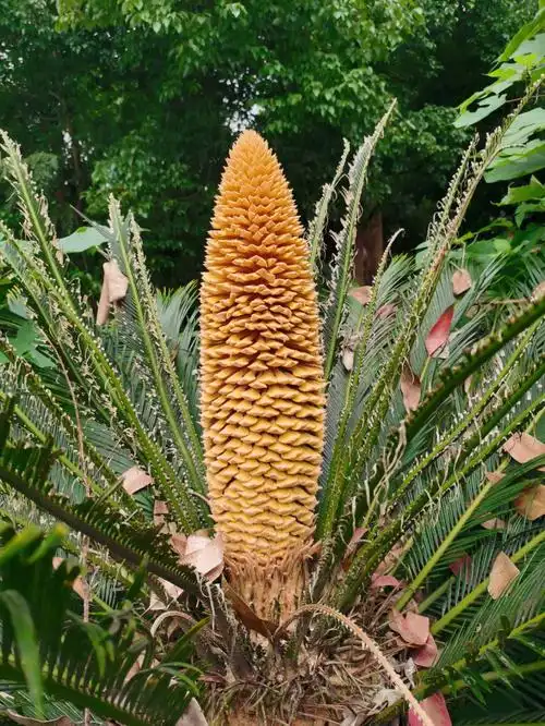 铁树开花好运来