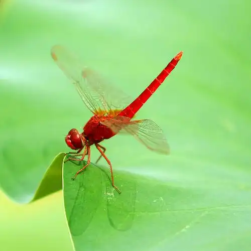 【原摄】荷叶上的红蜻蜓