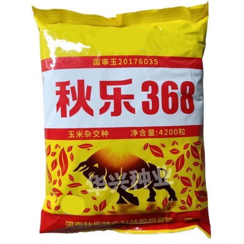 细辛秋乐368 南北方紫叶大棒春夏播大全 玉米种子 高产量紫杆抗倒红轴