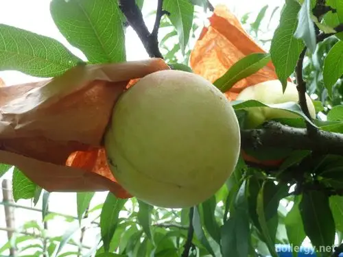 西山ファーム白桃