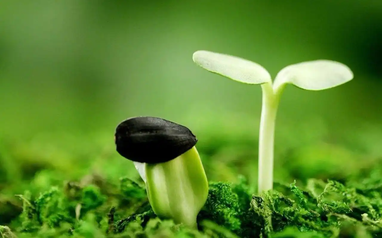 清新护眼绿色嫩芽图片桌面壁纸