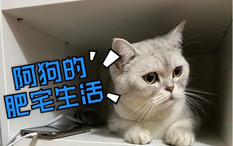 销魂肥宅,在线卖萌_哔哩哔哩 (゜-゜)つロ 干杯~-bilibili