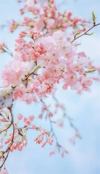 樱花手机壁纸2020高清无水印唯美浪漫的樱花壁纸图片2020