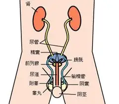 温州睾丸炎的治疗费用要多少-温州男科医院哪家好_温