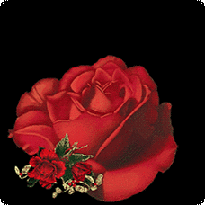 玫瑰花中老年鲜花的表情包