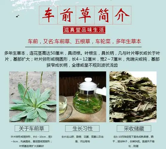 滋真堂 车前草 整株车前草 车前草 金钱草 干货车轮菜 车前草250克(整