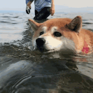 表情柴犬小花游泳动图haru0933柴犬小花游泳动图柴犬小花游泳动