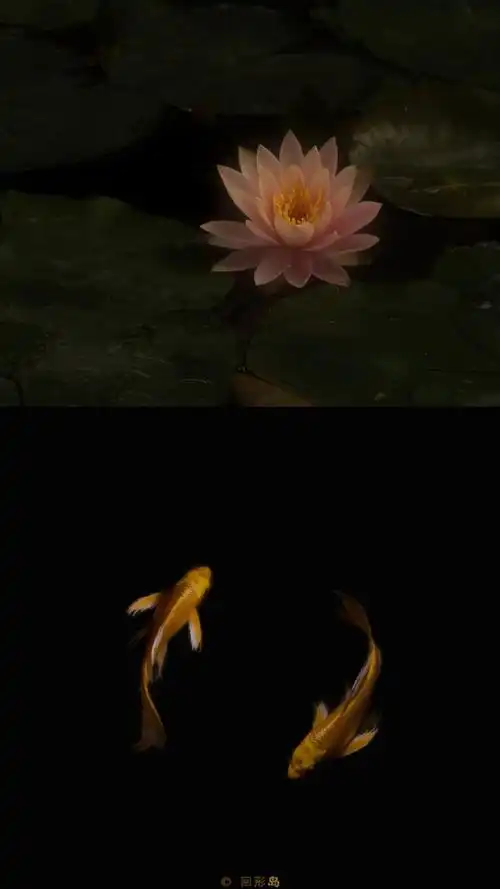 飞花锦鲤, 竖版壁纸 .