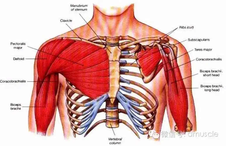 90健身老手看完都推荐的新手胸部训练计划