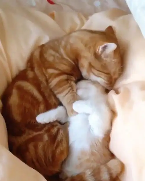 躺在妈妈怀里撒娇的小猫咪