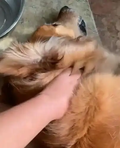 狗在小区遛弯,回家后口吐白沫一命呜呼,狗主人:八只狗被毒死