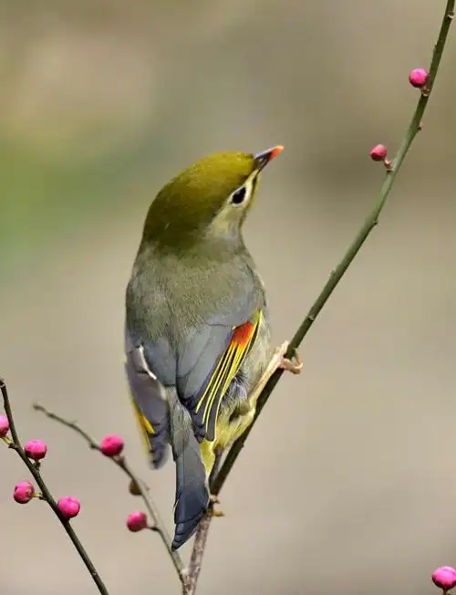 二,在花枝上和花旁的相思鸟