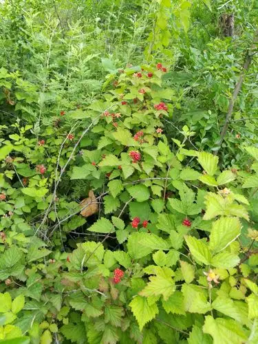 野桑葚,酸酸甜甜就是我
