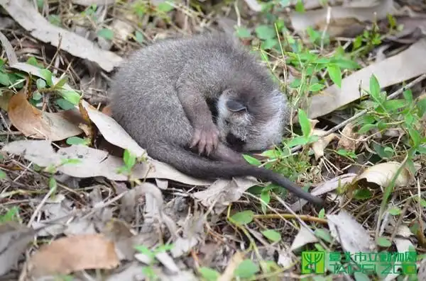 倾倒树木间听到哭叫声 动物园救了未开眼白鼻心宝宝