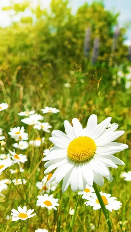 白色小雏菊,唯美,小清新,手机壁纸,锁屏图片-壁纸族
