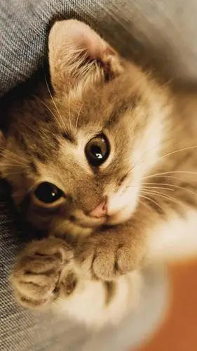 萌萌喵星人,高清图片,手机锁屏桌面-壁纸族