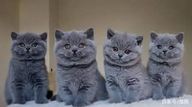 美短和英短怎么区别?这些都是显而易见的不同