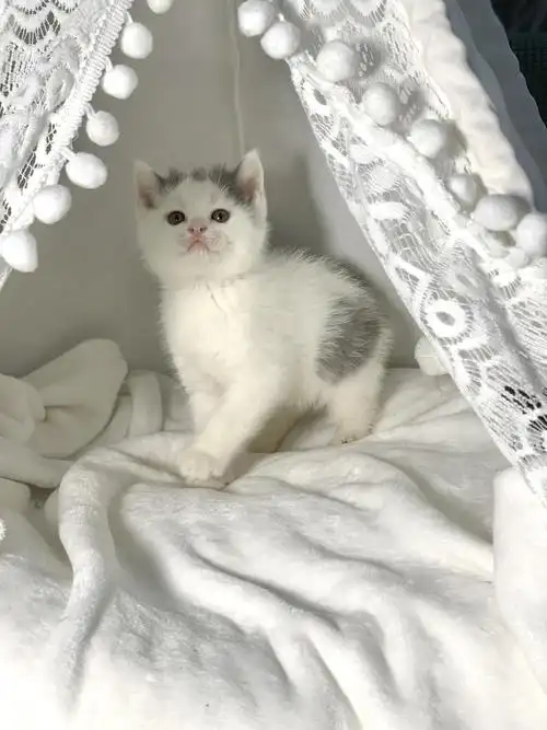 英短蓝白蓝猫渐层找家长