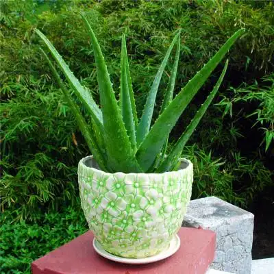 芦荟盆栽图片芦荟