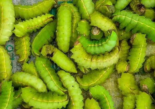 本命年的人梦见绿蚕说明由时间来考验,婚期延后,可成佳配.