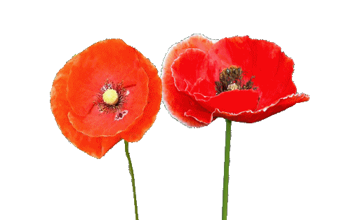 gif花草树木动态图(二)