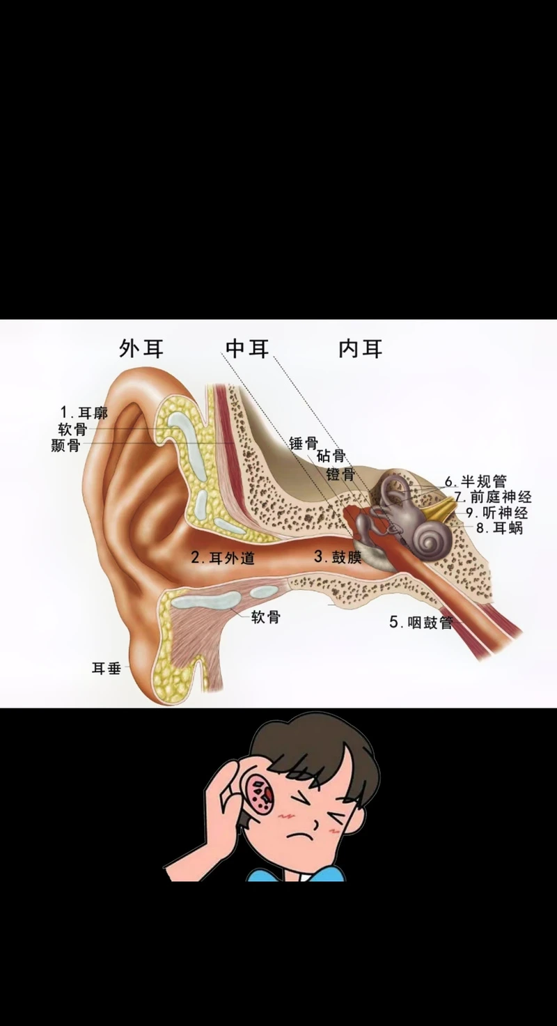 蕲春专业采耳:#专业采耳 耳部区域之分 耳朵的三个区:①第1个突起点到