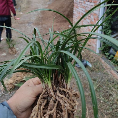 春兰,兰草,兰花,春兰熟草,根肥苗壮不带花苞