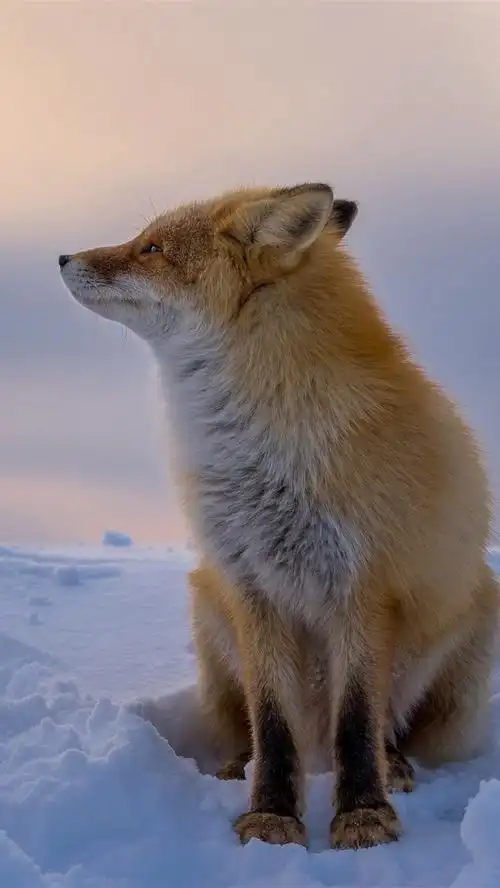 红狐在冬天,厚厚的雪 4k