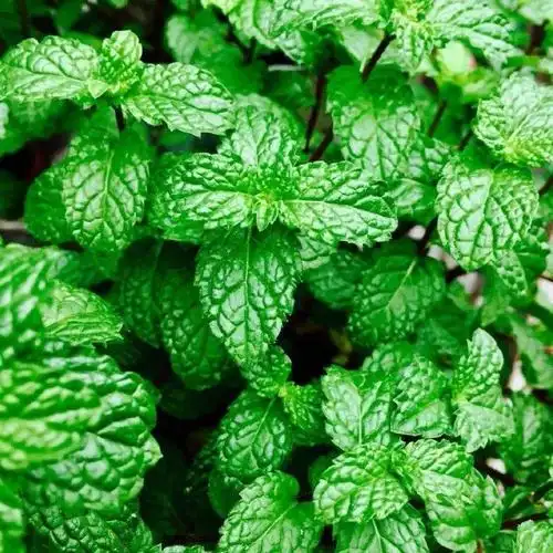 薄荷叶的吃法 哪些人不能吃薄荷 - 汽车时代网