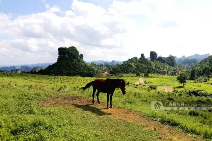 罗城空中草甸引游客组图55