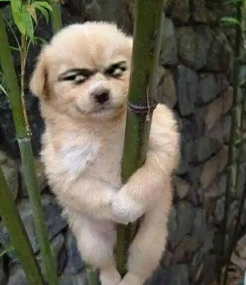 超级好笑的搞笑沙雕段子,幽默又反转,笑翻了!_女孩_高中_老公