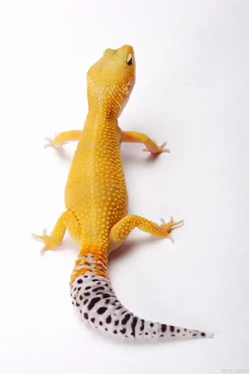 首先,我们先了解一下,豹纹守宫属于蜥蜴亚目动物,是一种温顺的蜥蜴爬