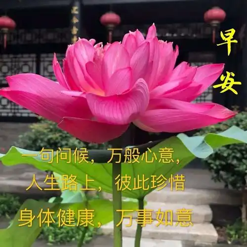 早上好表情图(5) - 美篇