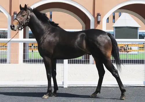 第五期"玉龙"马匹网络拍卖会开启年中好马优选季_马种上