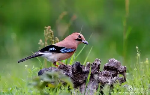 森林精灵一一松鸦