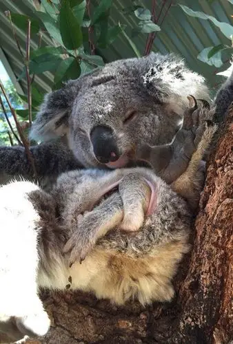 澳大利亚管理员帮树袋熊照顾可爱幼崽