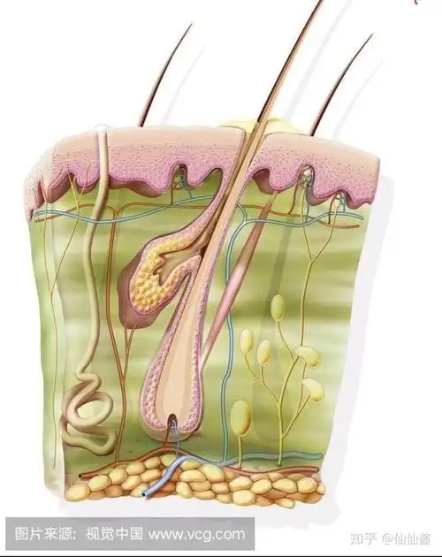 皮肤毛孔粗大的原因是什么?如何改善?