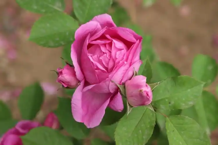 05.07-06.03黄,红,白刺玫花