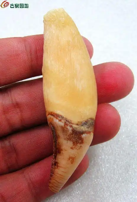 猛禽专场 熊牙一颗