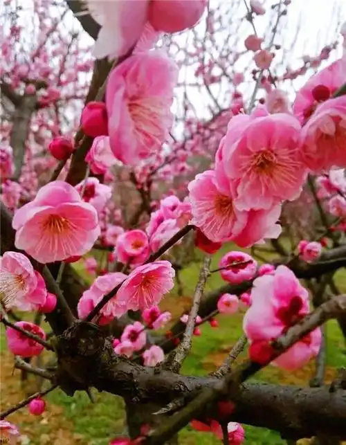 分享图片一梅花盛开的美景真是太美啦