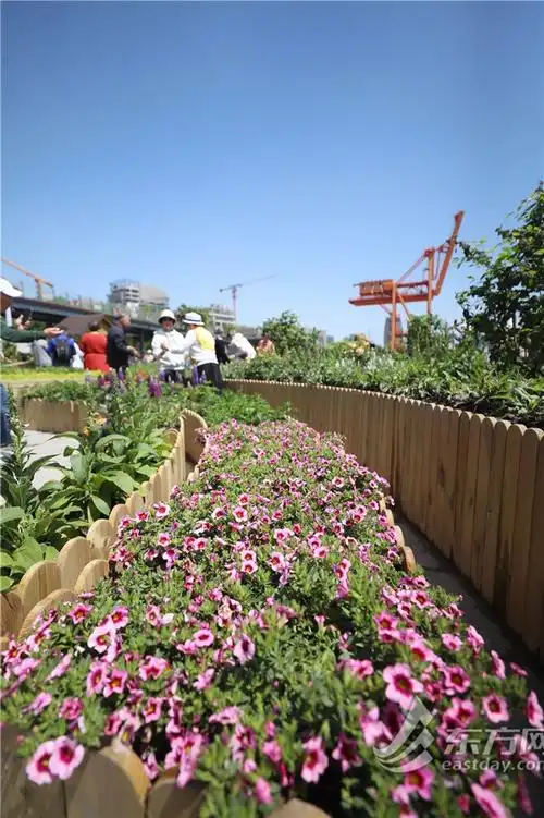 2024上海国际花展开幕徐汇滨江繁花似锦美出新高度