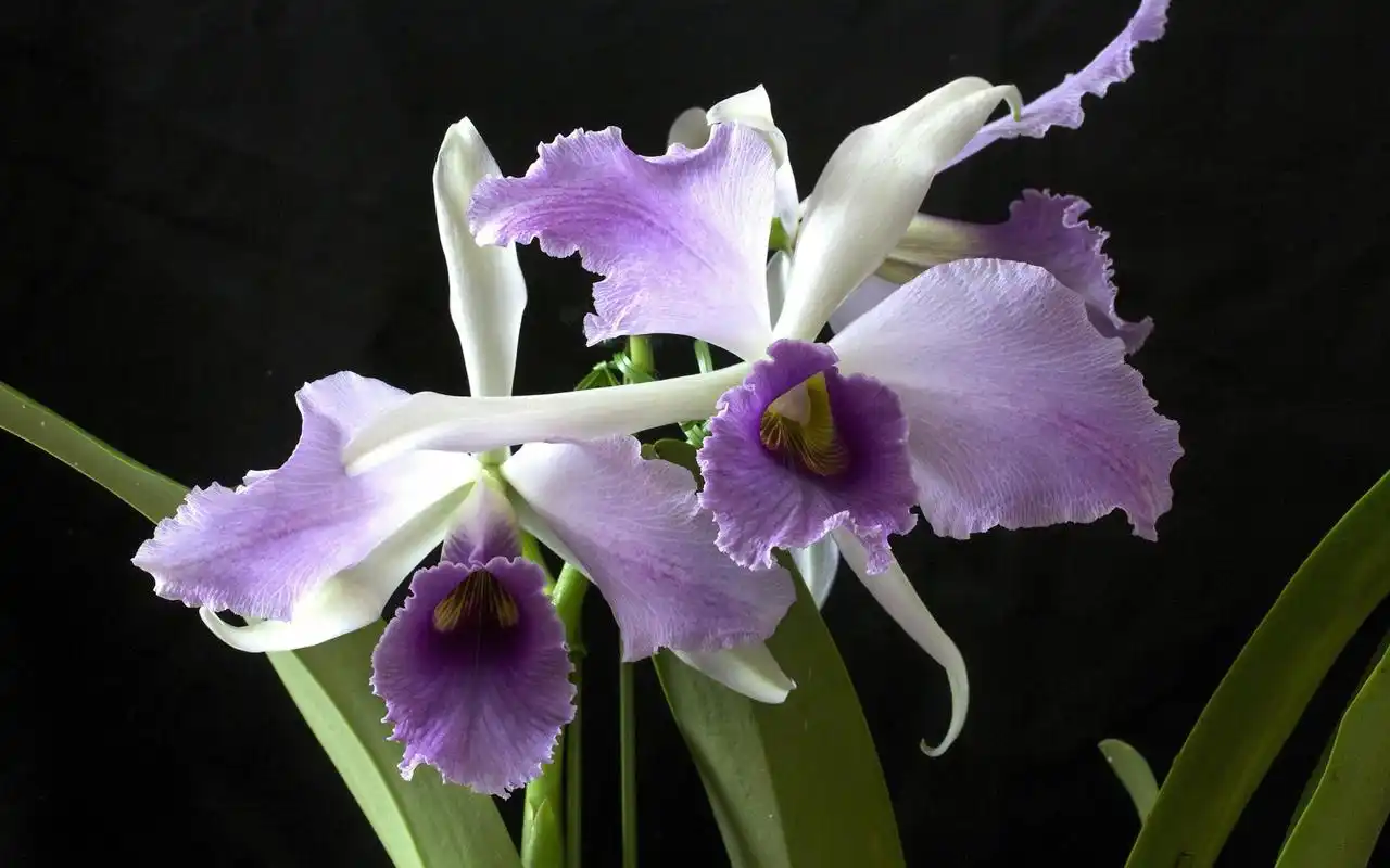 超好看的花卉植物高清电脑壁纸高清下载