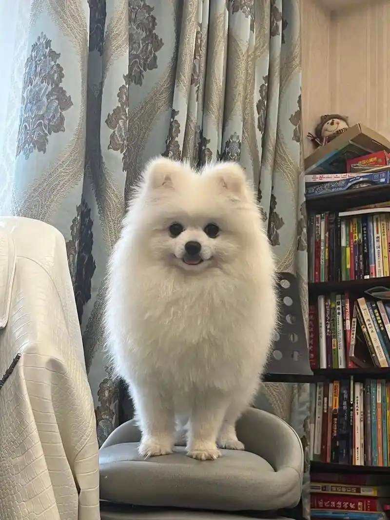 壁纸 动物 狗 狗狗 1280_1706 竖版 竖屏 手机