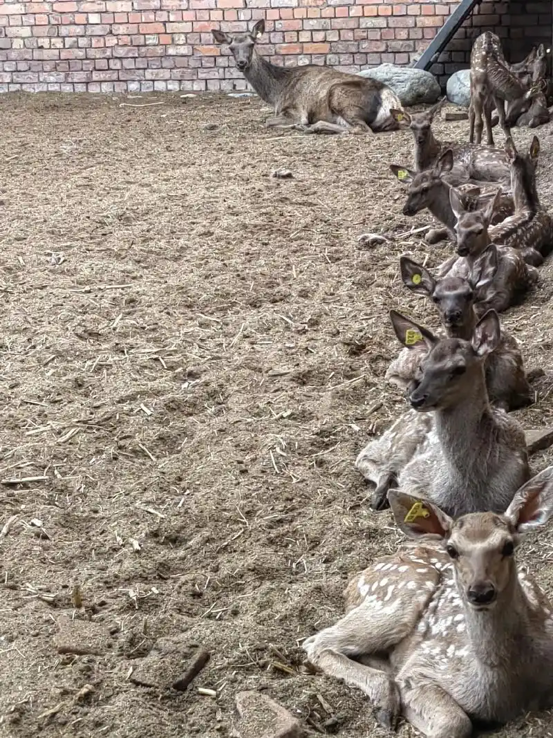 新疆 #马鹿 #养殖 ,不管小鹿在哪里休息总会有一个鹿妈妈 - 抖音