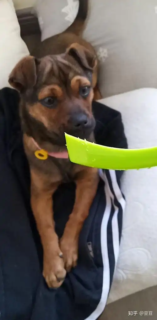 在抗日战争中屡立战功的板凳狗是什么品种的狗