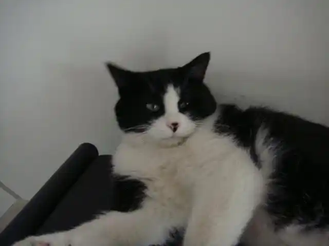 中华田园猫中的黑白花猫,别名:土猫.原产地:中国.