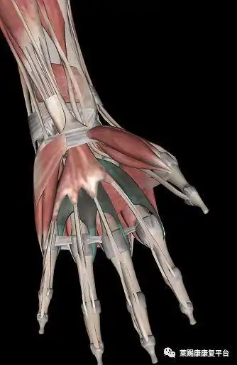 基础触诊教学:跟手指相关的肌肉_网易订阅