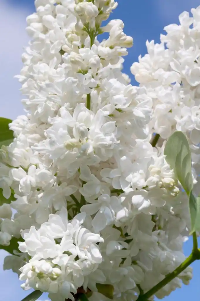盛开的白色丁香花,盛开的白丁香在蓝蓝的天空