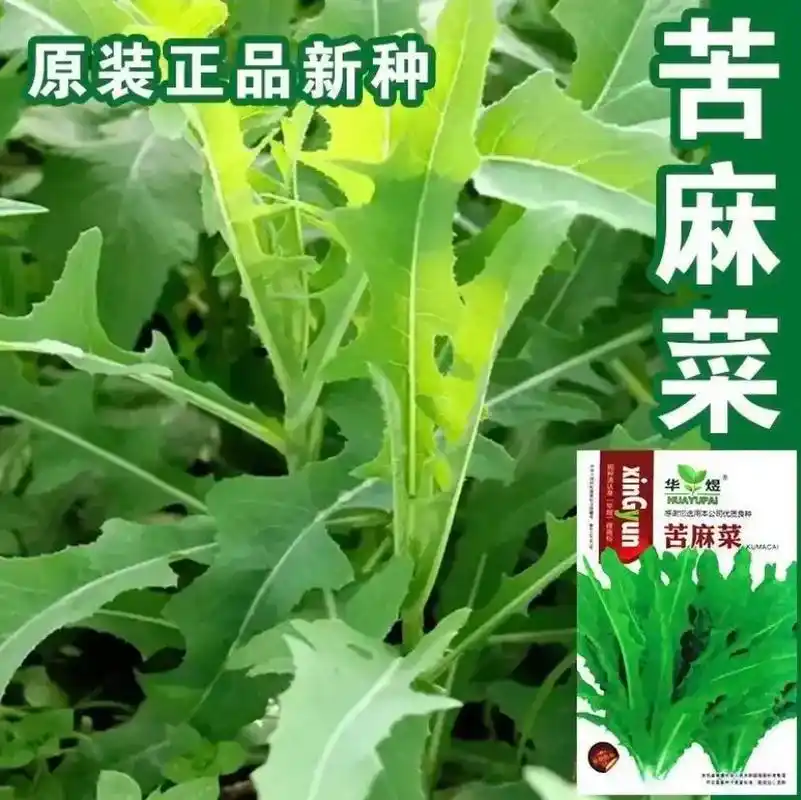 苦麻菜种子.#苦麻菜种子 苦菜种籽苦麻菜种子籽#阳台盆栽 野 - 抖音