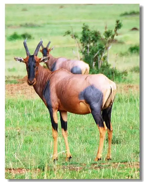 【肯尼亚 黒臀羚羊摄影图片】肯尼亚马赛马拉国家野生动物保护区生态